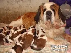 养育圣伯纳犬成长心得