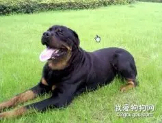 罗威纳犬好养吗？