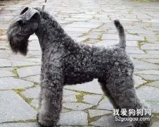 凯利蓝梗怎么养？