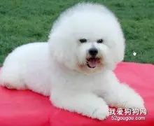 比熊犬如何喂养？