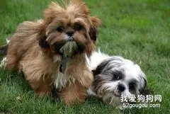 西施犬怎么养？