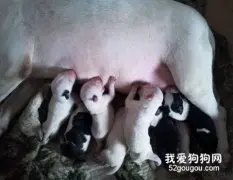 牛头梗哺乳期的营养需求