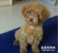 泰迪犬掉毛的治疗方法