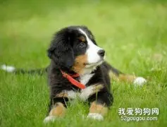 伯恩山犬好养吗？