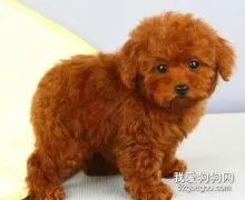 如何照顾刚到新环境的泰迪犬？