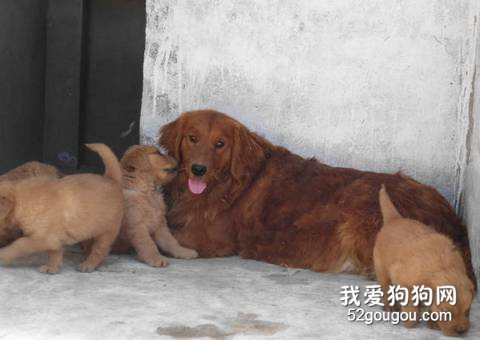 金毛幼犬进食