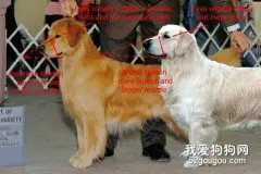 英系金毛和美系金毛的区别