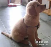 3个月大金毛的健康护理