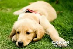 如何护理金毛的毛发？
