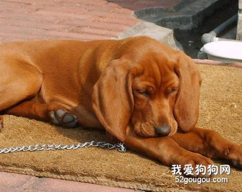 大型犬缺钙