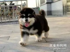 饲养阿拉斯加要具备什么？