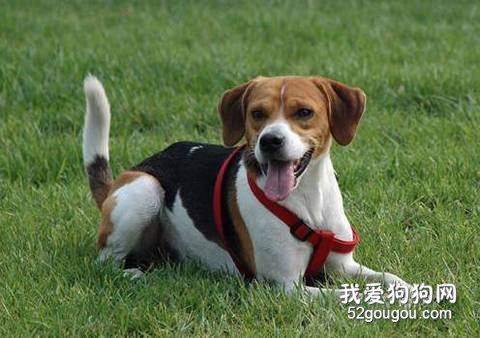 训练比格犬