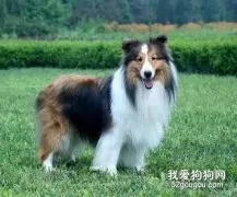 喜乐蒂牧羊犬训练的一些基本原则