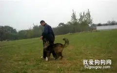 如何训练高加索犬？