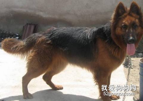 给德国牧羊犬洗澡的办法和需要注意的地方