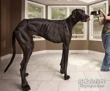 大丹犬有体味吗？