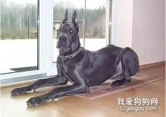 大丹犬缺钙怎么办？