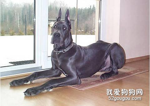 大丹犬缺钙