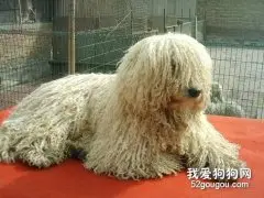 可蒙犬会掉毛吗？