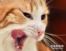 猫咪不可或缺的四大营养成分是什么