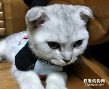 折耳猫性格特点是什么?