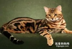 孟加拉豹猫的8个饮食禁忌