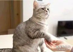 猫咪训练方式有哪些?