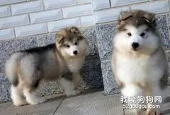 怎么喂养阿拉斯加雪橇犬幼犬？