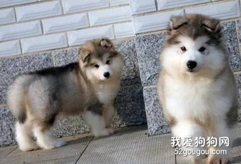 如何喂养阿拉斯加雪橇犬幼犬？
