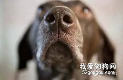 狗狗拥有些8项超能力,养狗肯定是赚到了!!!