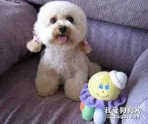 贵宾犬刚进门的特殊管理