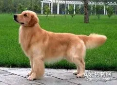 怎么看金毛的品相？