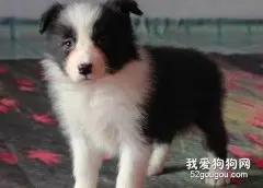 边境牧羊犬感冒怎么办？