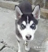 哈士奇的个性分类