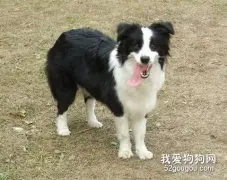 边境牧羊犬怎样预防治疗皮肤病？