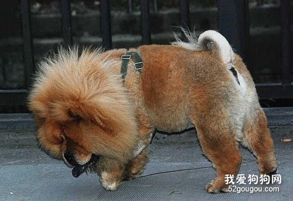 教松狮犬上厕所