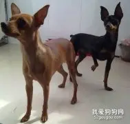 如何挑选迷你杜宾犬？