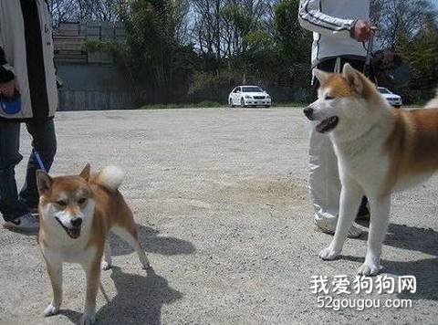 秋田犬和日本柴犬