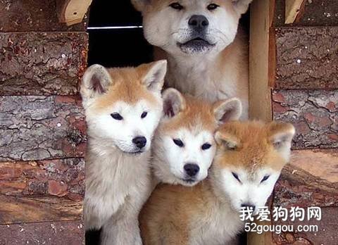 挑选秋田犬的规范有什么？