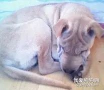 沙皮犬怀孕了吃什么？