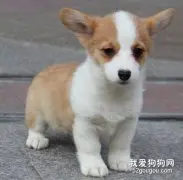 养柯基犬的常识