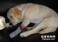 拉布拉多犬受伤应该如何处理和照料？