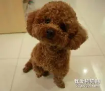 泰迪犬的排便习惯