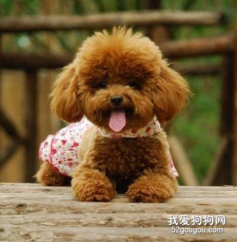 训练泰迪