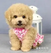 泰迪犬确定健康的十大技巧