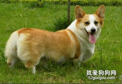 柯基犬召回训练