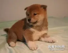 秋田幼犬怎样喂养？
