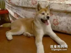 秋田犬犯错了如何惩罚它才好