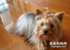 喂养约克夏犬要注意的问题
