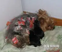 冬季约克夏母犬生产的注意事项